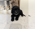 Small #6 Cavapoo