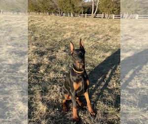 Medium Doberman Pinscher