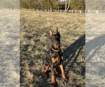 Puppy 2 Doberman Pinscher