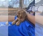 Small Photo #21 Golden Retriever Puppy For Sale in WASHINGTON, DC, USA