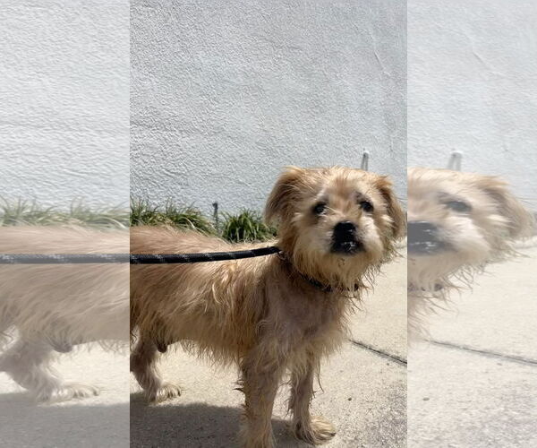 Medium Photo #1 Border Terrier-Norfolk Terrier Mix Puppy For Sale in Sanford, FL, USA