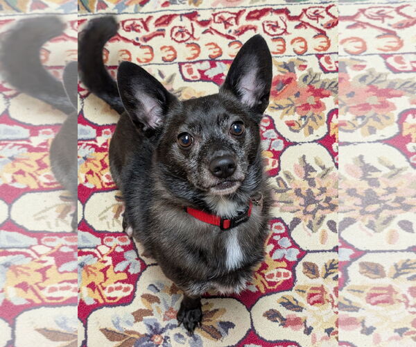 Medium Photo #4 Schipperke-Unknown Mix Puppy For Sale in Greensboro, NC, USA