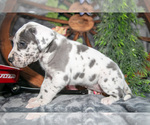 Small #2 Great Dane