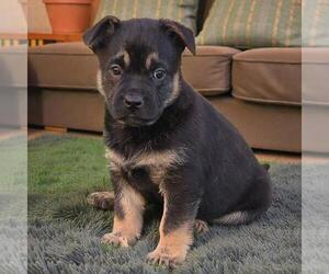 French Bulldog-Unknown Mix Dogs for adoption in San Diego, CA, USA