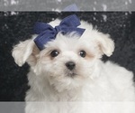Puppy Yeti Maltese