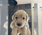 Small Photo #2 Goldendoodle Puppy For Sale in WEST ALEXANDRIA, OH, USA
