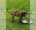 Image preview for Ad Listing. Nickname: Jaxon
