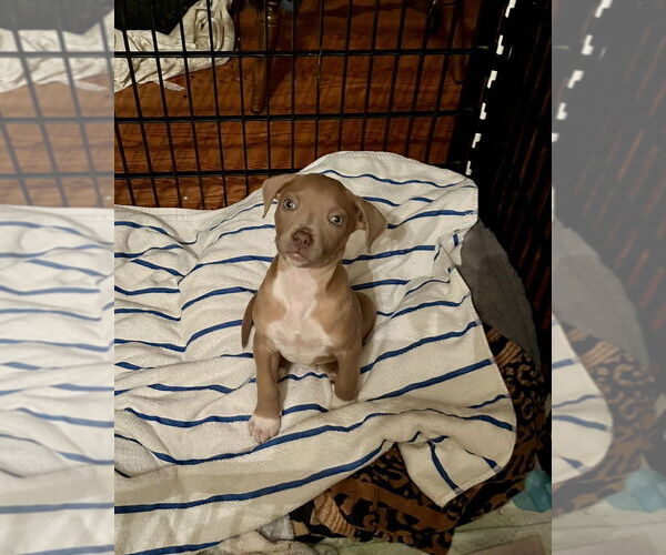 Medium Photo #4 Mutt Puppy For Sale in Mooresville, NC, USA