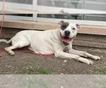Small American Staffordshire Terrier Mix