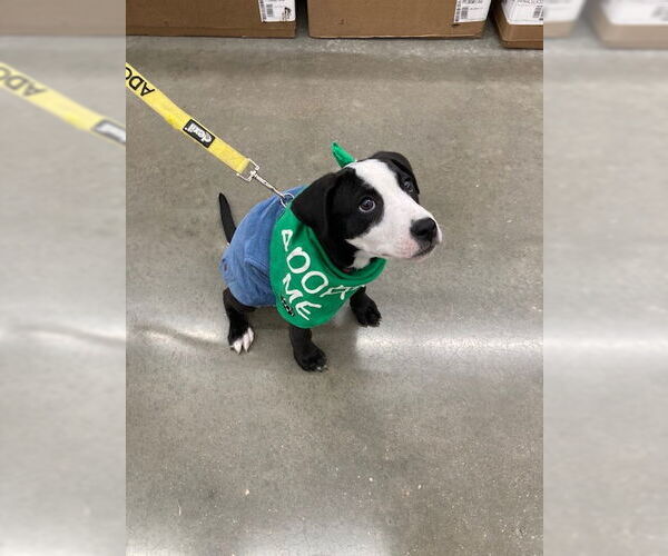 Medium Photo #3 Labrador Retriever-Unknown Mix Puppy For Sale in Plainfield, IL, USA