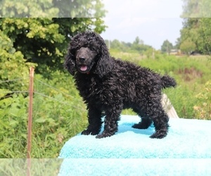 Poodle (Miniature) Puppy for sale in UNION CITY, TN, USA