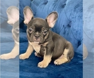 French Bulldog Puppy for sale in EARTH CITY, MO, USA