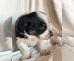 Small #3 Australian Shepherd