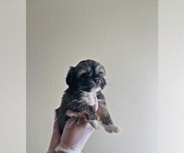 Medium Photo #4 Shih Tzu Puppy For Sale in EL PASO, TX, USA