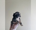 Small Photo #4 Shih Tzu Puppy For Sale in EL PASO, TX, USA