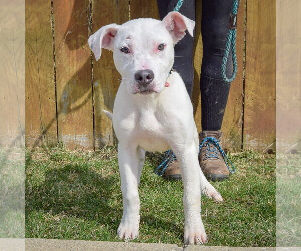 Medium Photo #2 American Bulldog-American Staffordshire Terrier Mix Puppy For Sale in Huntley, IL, USA