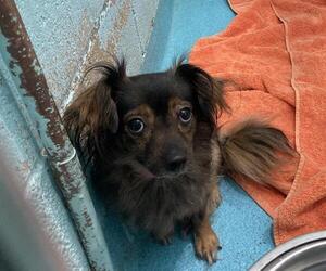 Chihuahua-Unknown Mix Dogs for adoption in Long Beach, CA, USA