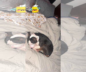 Harley - Female Staffordshire Bull Terrier Dog for Adoption - Photo #3