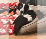 Small #3 Australian Shepherd-English Springer Spaniel Mix