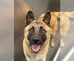 Small #2 Akita-German Shepherd Dog Mix