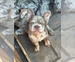 Small French Bulldog
