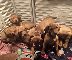 Vizsla Litter for sale in GREENE, IA, USA