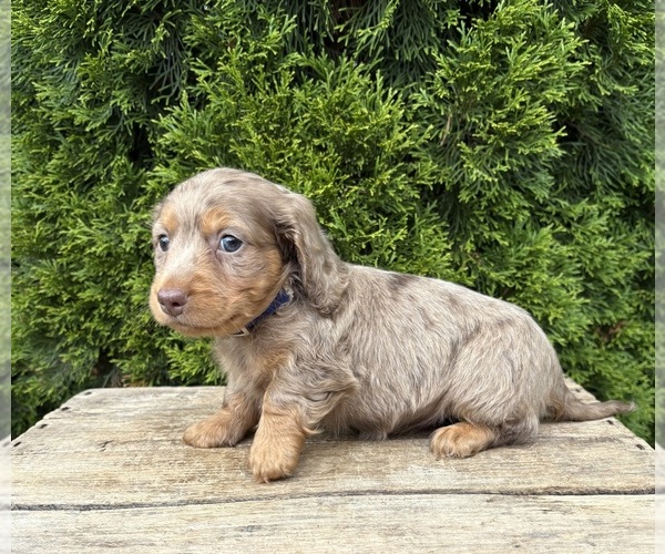 Medium Photo #2 Dachshund Puppy For Sale in MIDDLEBURY, IN, USA