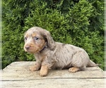 Small #1 Dachshund