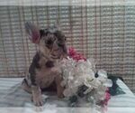 Small Photo #8 French Bulldog Puppy For Sale in GULLIVER, MI, USA