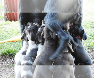 German Wirehaired Pointer Litter for sale in ALBANY, OR, USA