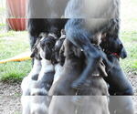 Small German Wirehaired Pointer