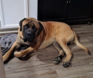 Father of the Mastiff puppies born on 01/12/2023