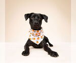 Small #3 Rottweiler Mix