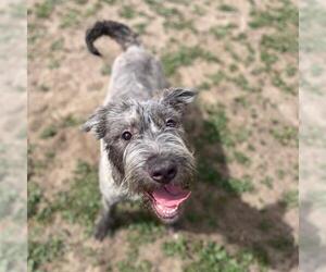 Irish Terrier-Unknown Mix Dogs for adoption in Aurora, CO, USA