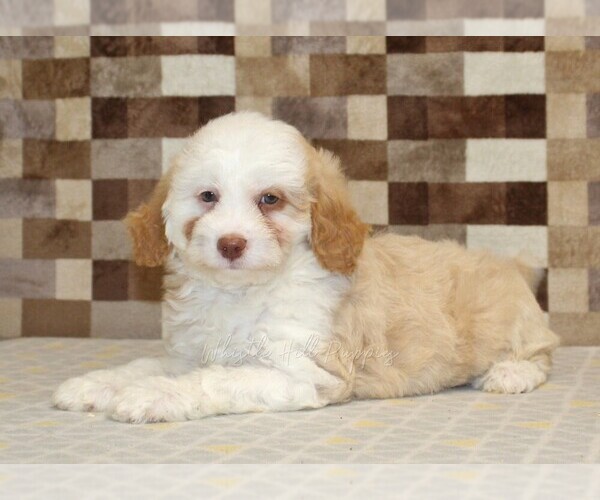 Medium Photo #2 Bernedoodle (Miniature) Puppy For Sale in DENVER, PA, USA