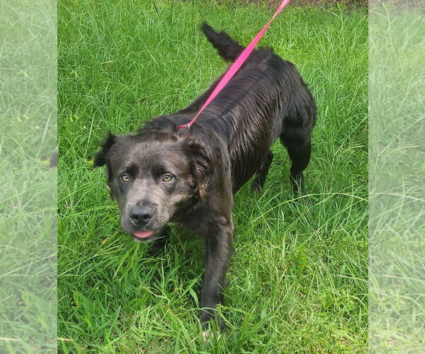 Medium Photo #4 Australian Shepherd-Bulldog Mix Puppy For Sale in Wetumpka, AL, USA