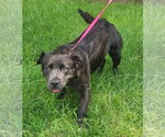 Small #3 Australian Shepherd-Bulldog Mix