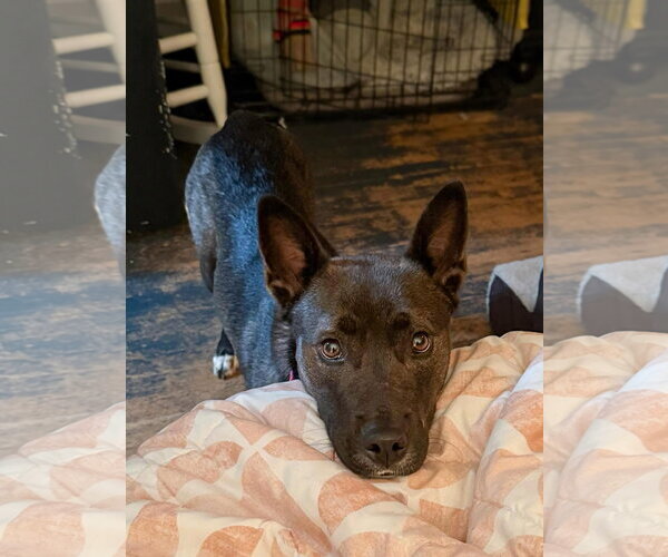 Medium Photo #1 Mutt Puppy For Sale in Sykesville, MD, USA