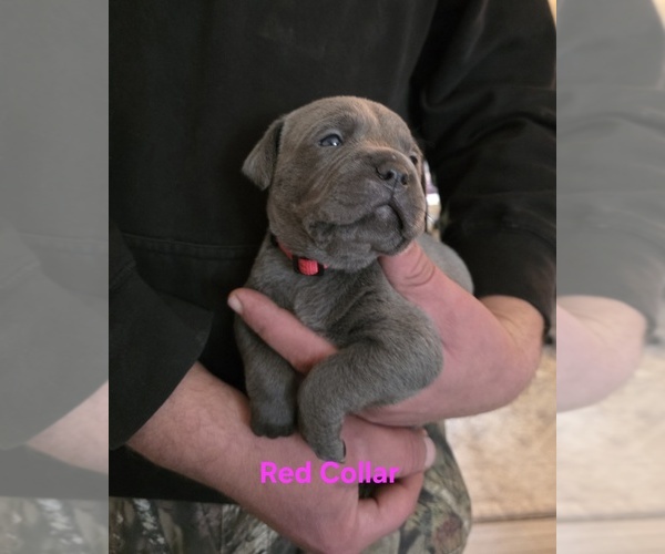 Medium Photo #1 Cane Corso Puppy For Sale in SPARTA, WI, USA