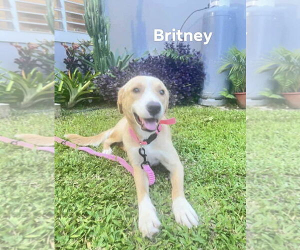 Medium Photo #1 Collie-Labrador Retriever Mix Puppy For Sale in Virginia Beach, VA, USA