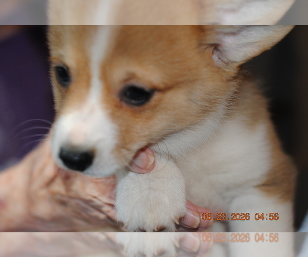 Medium Photo #10 Pembroke Welsh Corgi Puppy For Sale in FALLS CITY, OR, USA