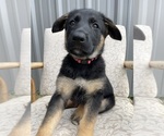 Puppy Puppy 6 Roxie German Shepherd Dog