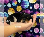 Image preview for Ad Listing. Nickname: Mini Bruno