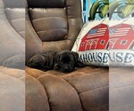 Puppy Cricket Cane Corso