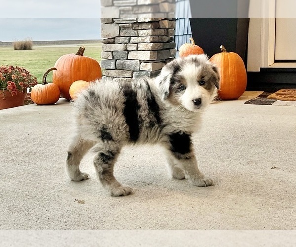 Medium Photo #9 Australian Shepherd Puppy For Sale in LODA, IL, USA