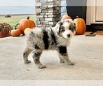 Small #8 Australian Shepherd