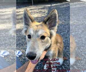 Siberian Husky-Unknown Mix Dogs for adoption in Woodbury, NY, USA