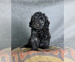 Small #11 Maltipoo (Toy)