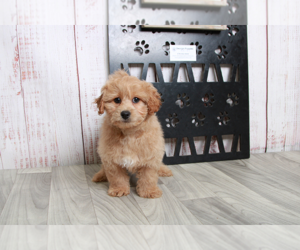 Medium Photo #1 Havachon-Poodle (Miniature) Mix Puppy For Sale in MARIETTA, GA, USA