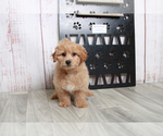 Small Photo #1 Havachon-Poodle (Miniature) Mix Puppy For Sale in MARIETTA, GA, USA